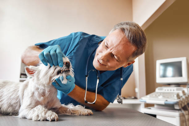 Best Emergency Denture Repair in Cutler, CA